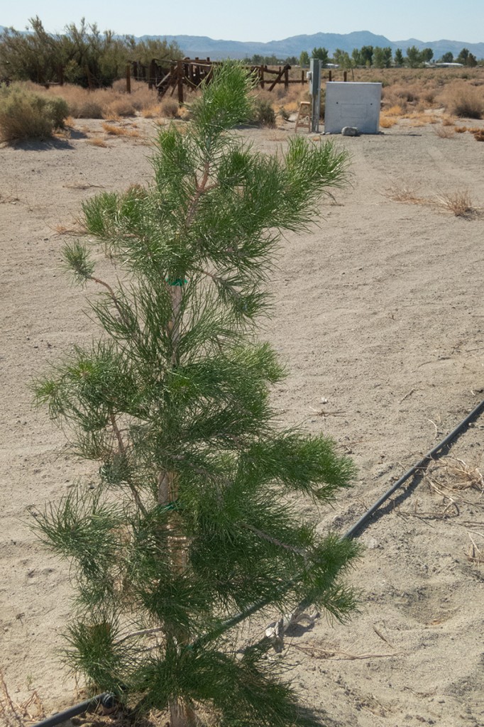 Auto-irrigated new plantings looking SW past well enclosure and power toward Coso Range