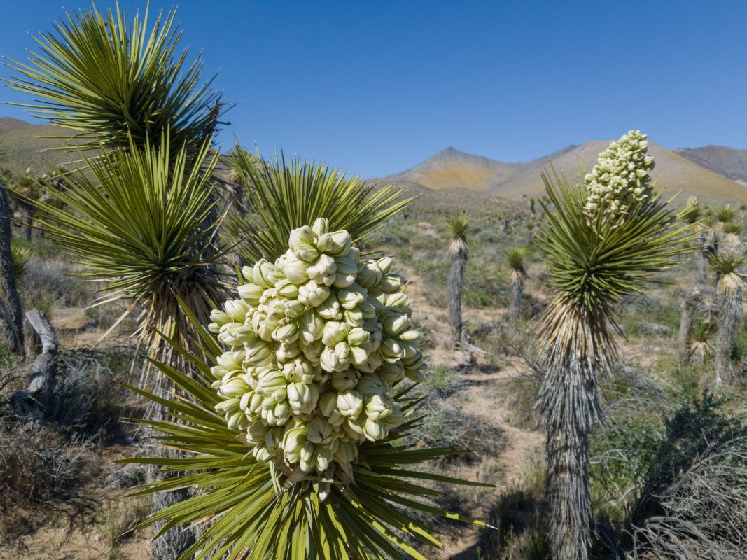 Joshua Trees in Bloom